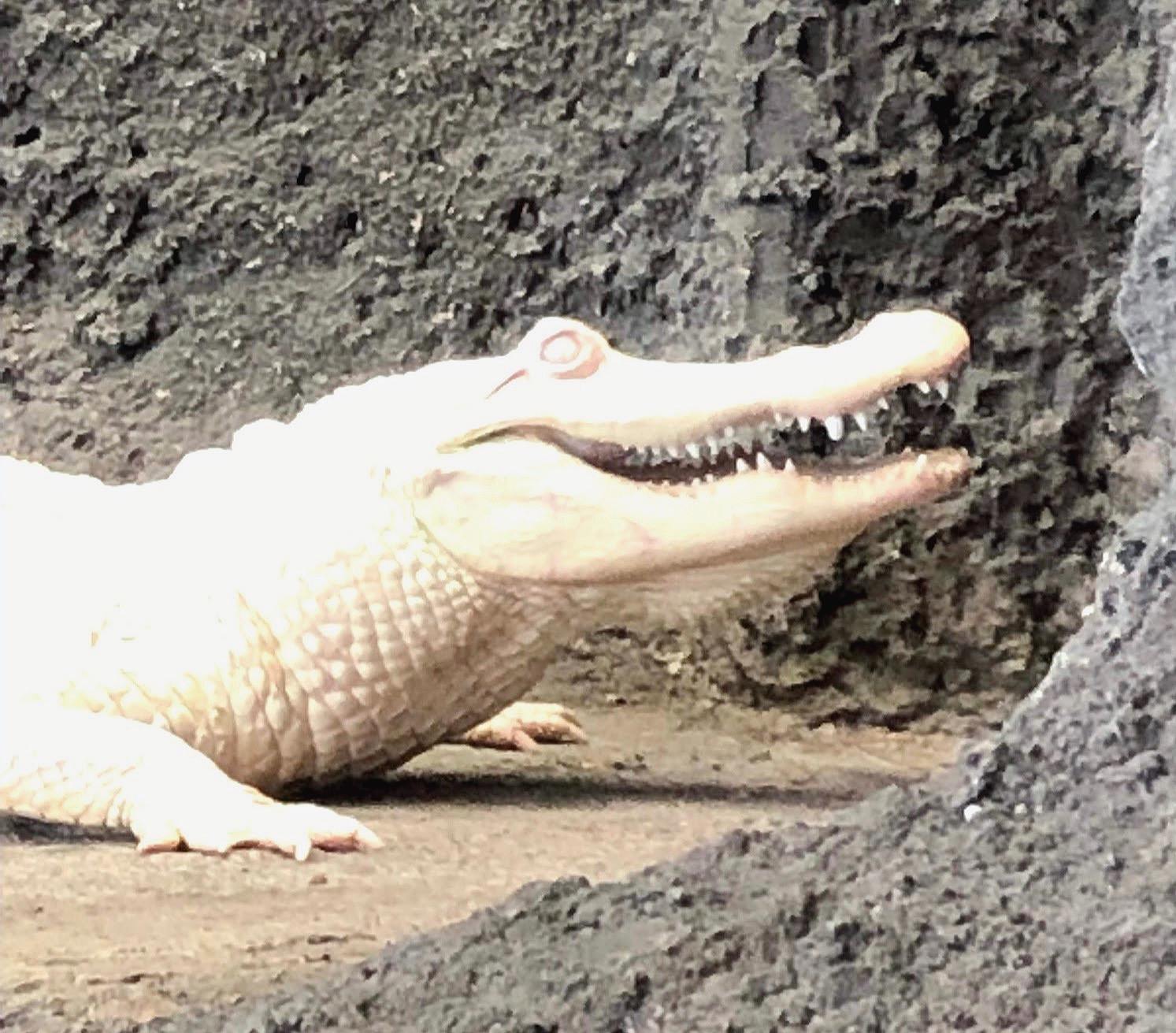 Albino Aligator