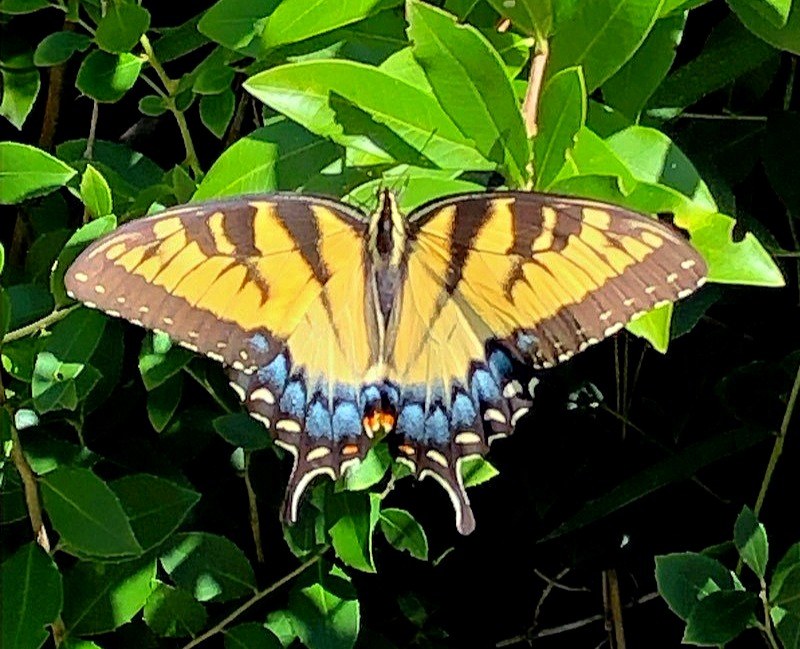 Butterfly, Staying Positive