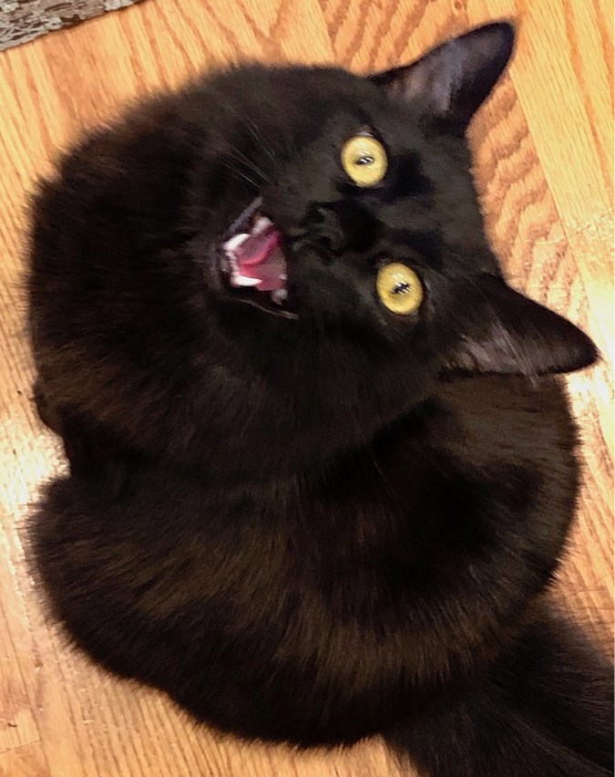 Black Cat Meowing