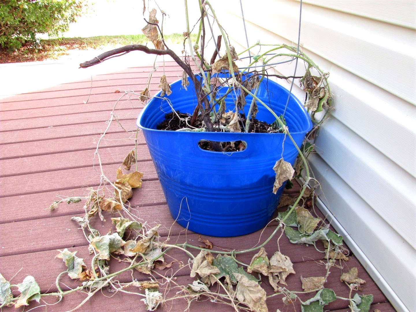 Dead Cucumber Plant