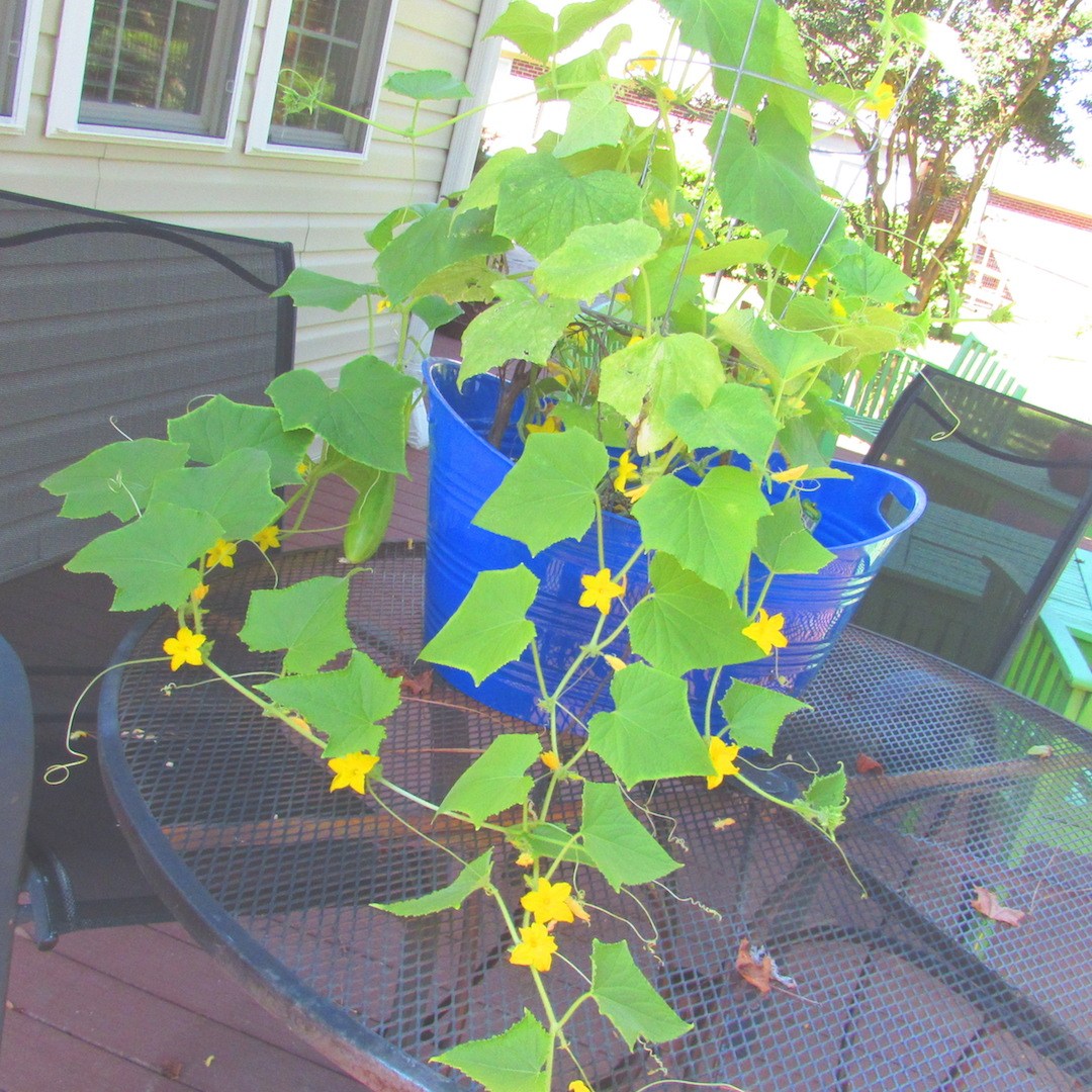 Beautiful Cucumber Plant