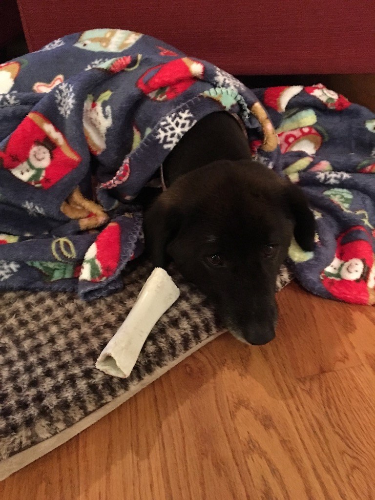 Dog under a blanket, writing good characters