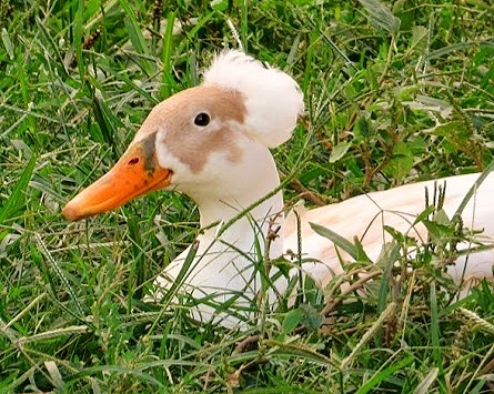 Duck