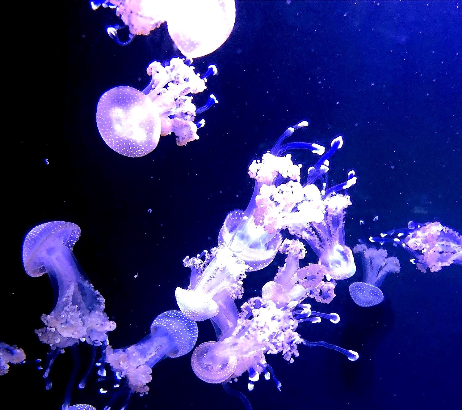 Jellyfish