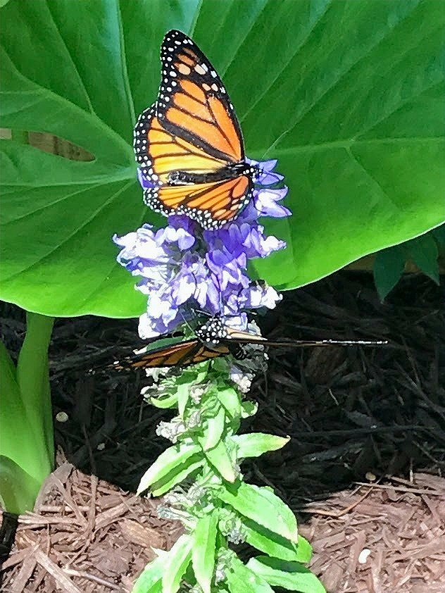 Monarch Butterfly