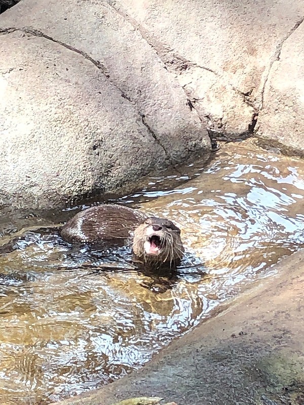 Playful Otter