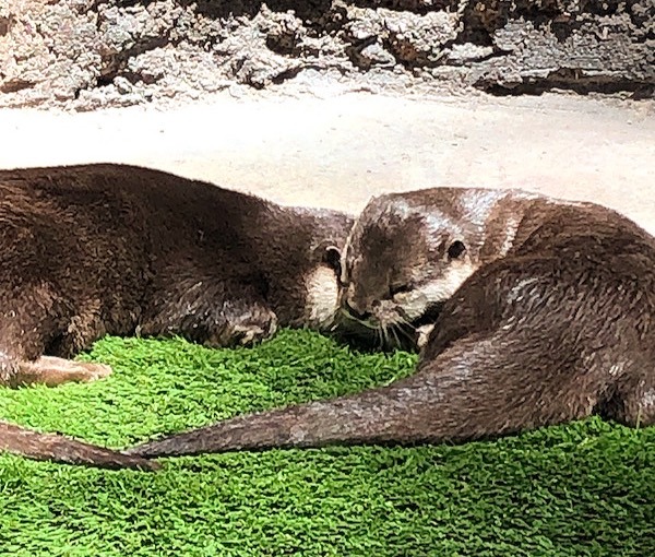 Cuddling Otters