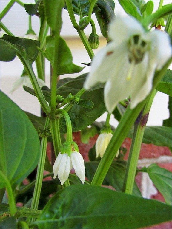 Budding Pepper Plant