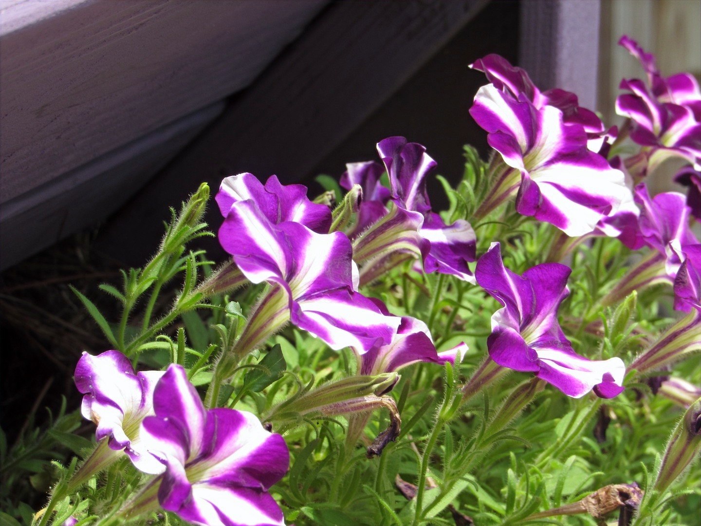 Feel happy with Purple Petunias 