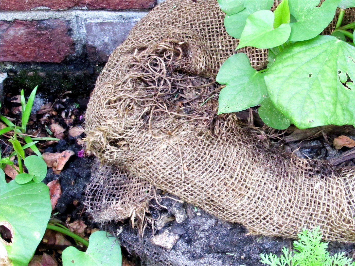 Ripped Burlap in Garden