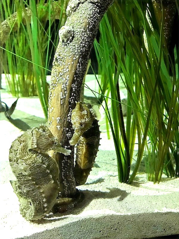 Seahorses