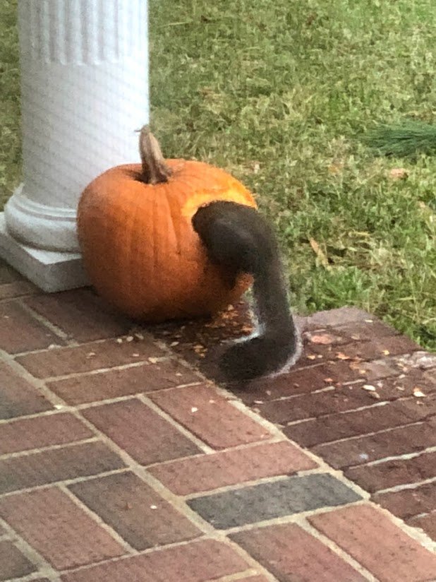 Squirrel inside pumpkin