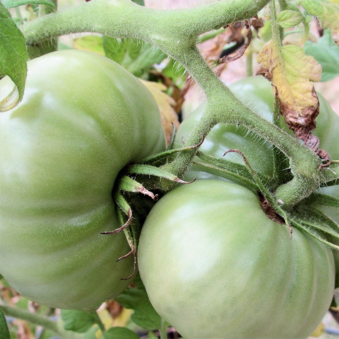 Unripe Tomatoes