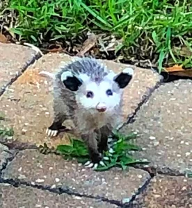 baby opossum